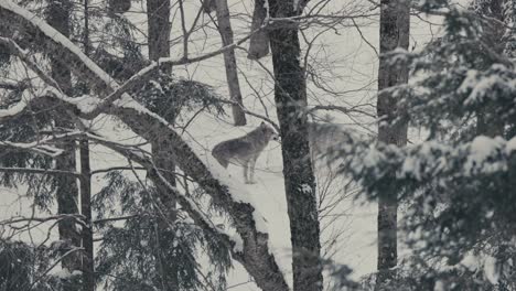 Rudel-Grauer-Wölfe-Hinter-Bäumen-In-Einem-Verschneiten-Wald-Während-Der-Wintersaison