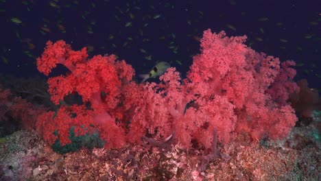 red soft corals on coral reef with dark blue ocean in background