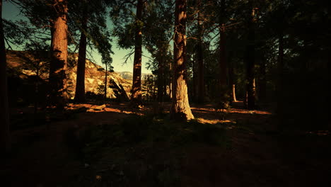 árbol-Secoya-En-El-Parque-Nacional-De-Yosemite