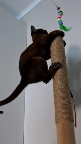 small kitten plays with toy. cat climbs up to catch a toy. healthy young pedigree pet. lovely chocolate kitten. view from below. vertical video