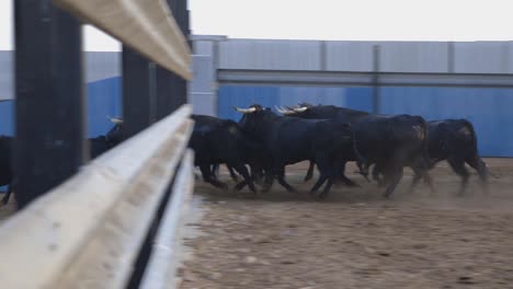grandes toros corriendo por ahí