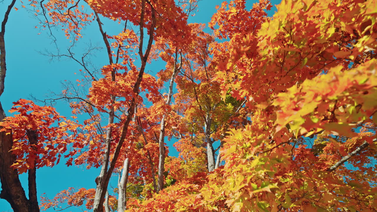 Moving past trees with colorful orange foliage. Autumn vibrant colors. Peaceful fall scenery.