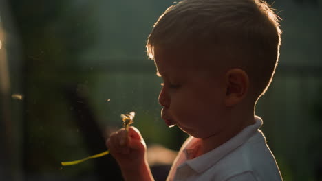 child blows dandelion flower in sunset garden. adorable little boy cleans wildflower from seeds with air flow at countryside. summer plants