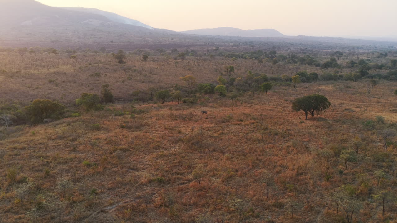 Hazy golden light falls over the savanna, with a distant elephant barely visible among the brush