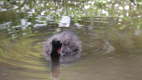 aves acuáticas negras jóvenes en humedales