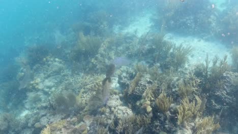 medusas flotando en las islas vírgenes británicas sobre coral vivo y saludable