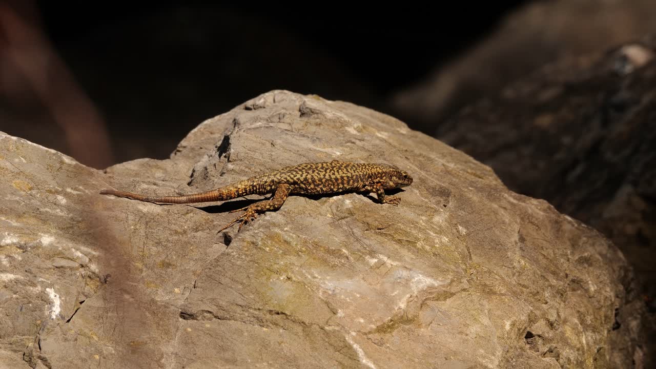 A lizard enjoys the sun on a hot stone. It takes a breath and then runs away. Photographed in the wild at Walensee. Close-up.
