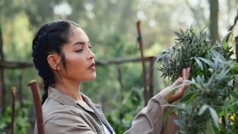 woman inspecting cannabis plant