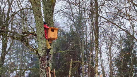 man placing a bird nesting box high in a tree