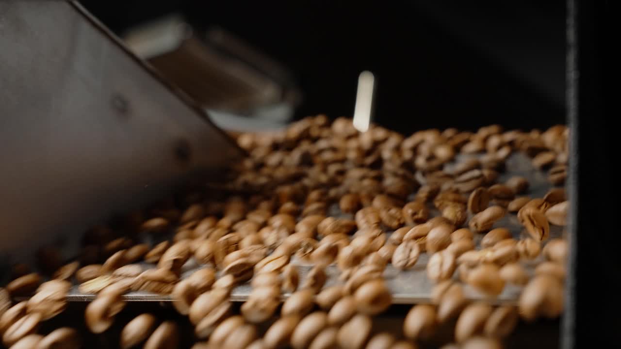 Coffee Beans Moving Through a Conveyor Belt