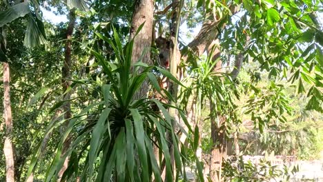 monkey climbing a tree in a tropical forest