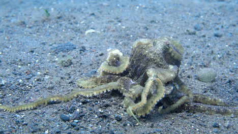 two wild octopuses fighting on sandy seafloor