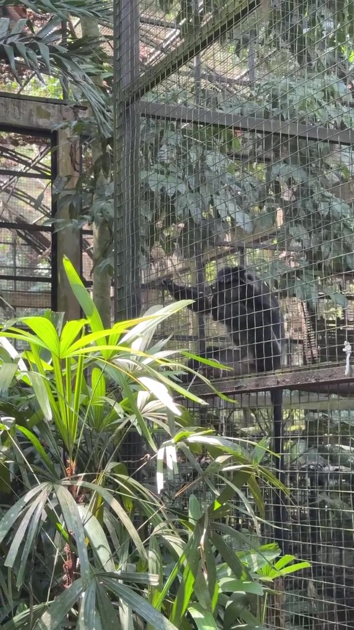 Gibbone nero seduto in un recinto dello zoo