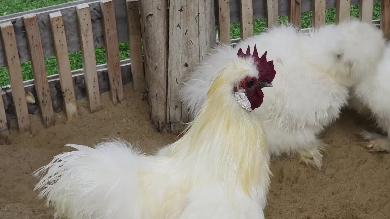 gallo peludo blanco en un gallinero
