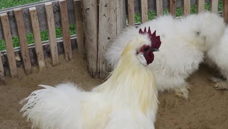 white fluffy rooster in a coop