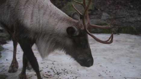 video footage shows the camera panning from the spectator's feet to two adult reindeer with horns in the skansen open-air museum in stockholm, sweden—green moss on a rocky cliff and snow