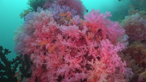 los corales blandos rosados se acercan a los arrecifes de coral tropicales