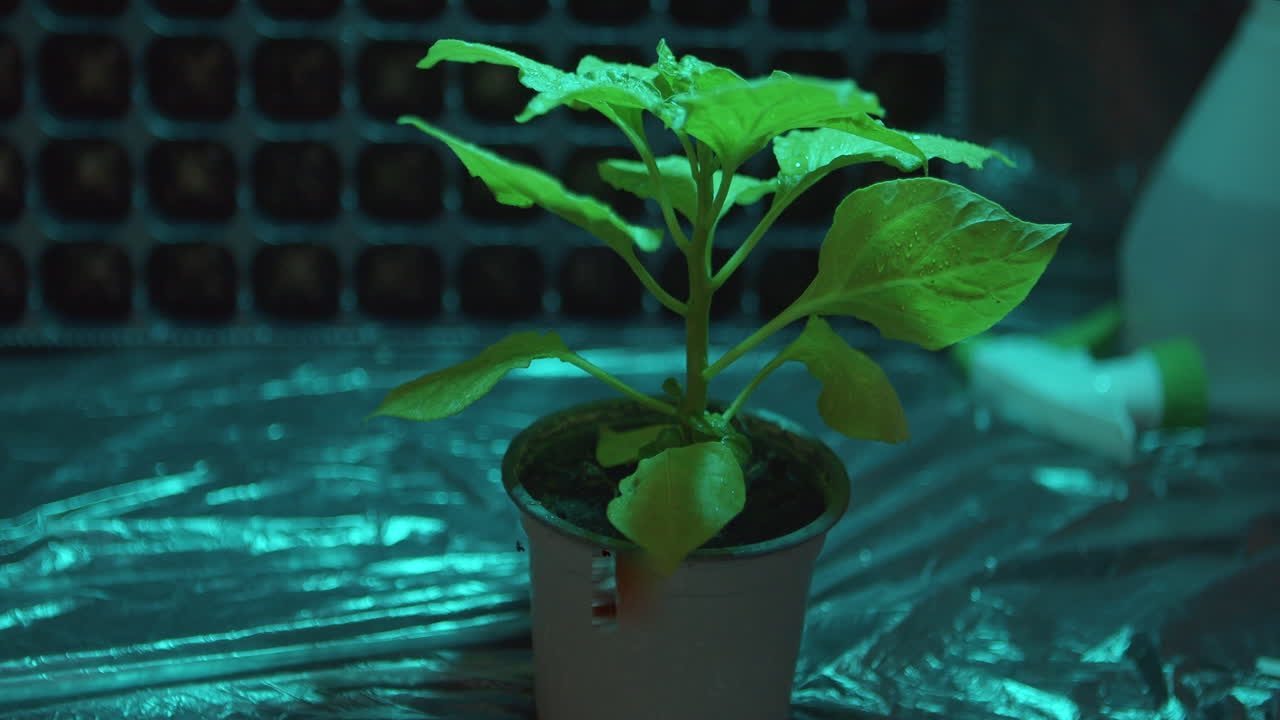 멸균 환경, 실험실 조명, 식물 및 피펫을 사용한 영양 적용