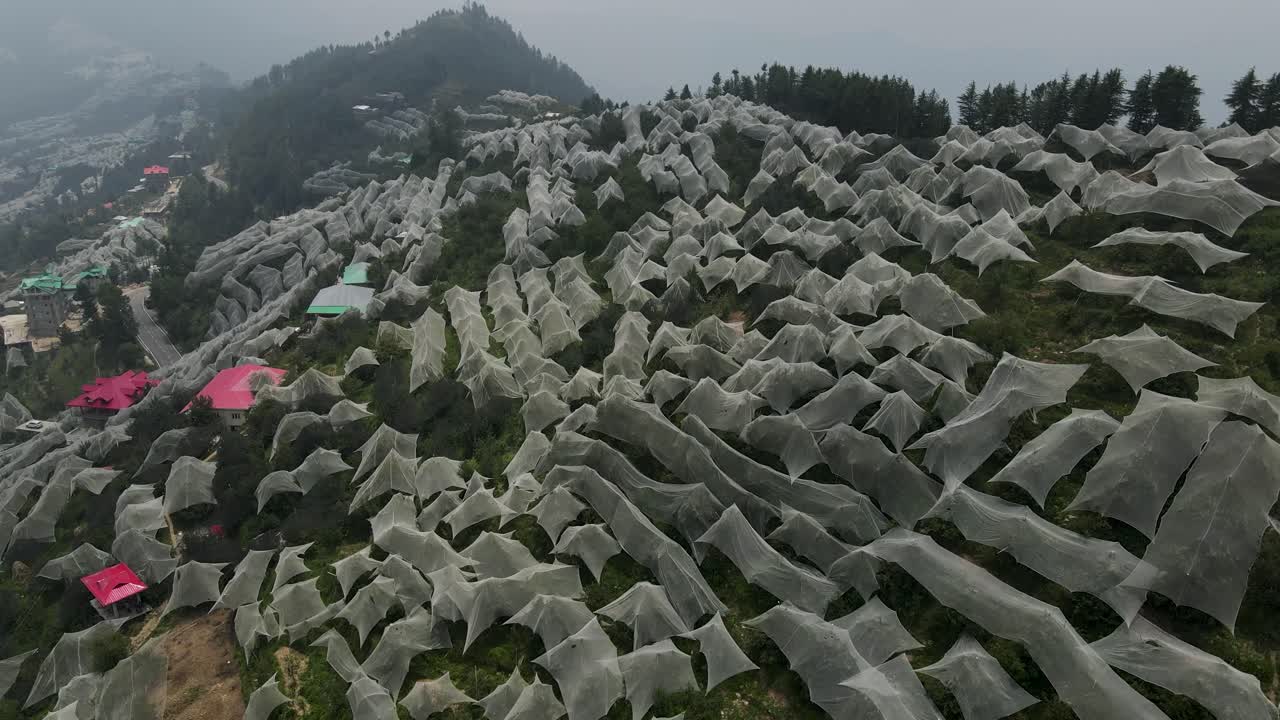imagen aérea de drones de las granjas de manzanas situadas en himachal pradesh. las granjas de mazás cubiertas de tela blanca.