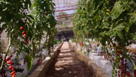 rows of tomatoes growing in a greenhouse