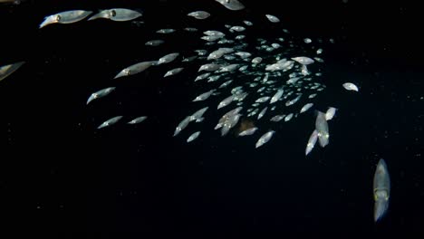 closeup of a squad of inshore squid swimming away from the camera, in a group, in the blackwater