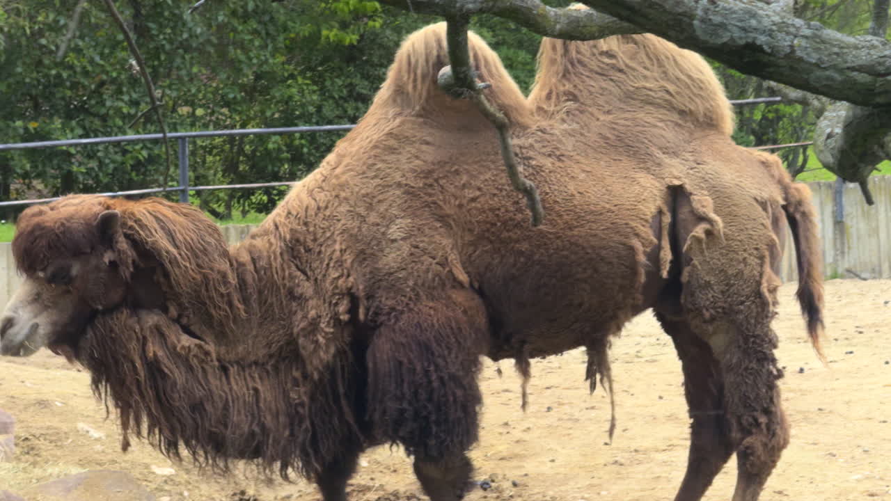 Close-up of a Bactrian camel eating peacefully in an outdoor setting, showcasing desert wildlife, survival behavior, and the resilience of this unique mammal