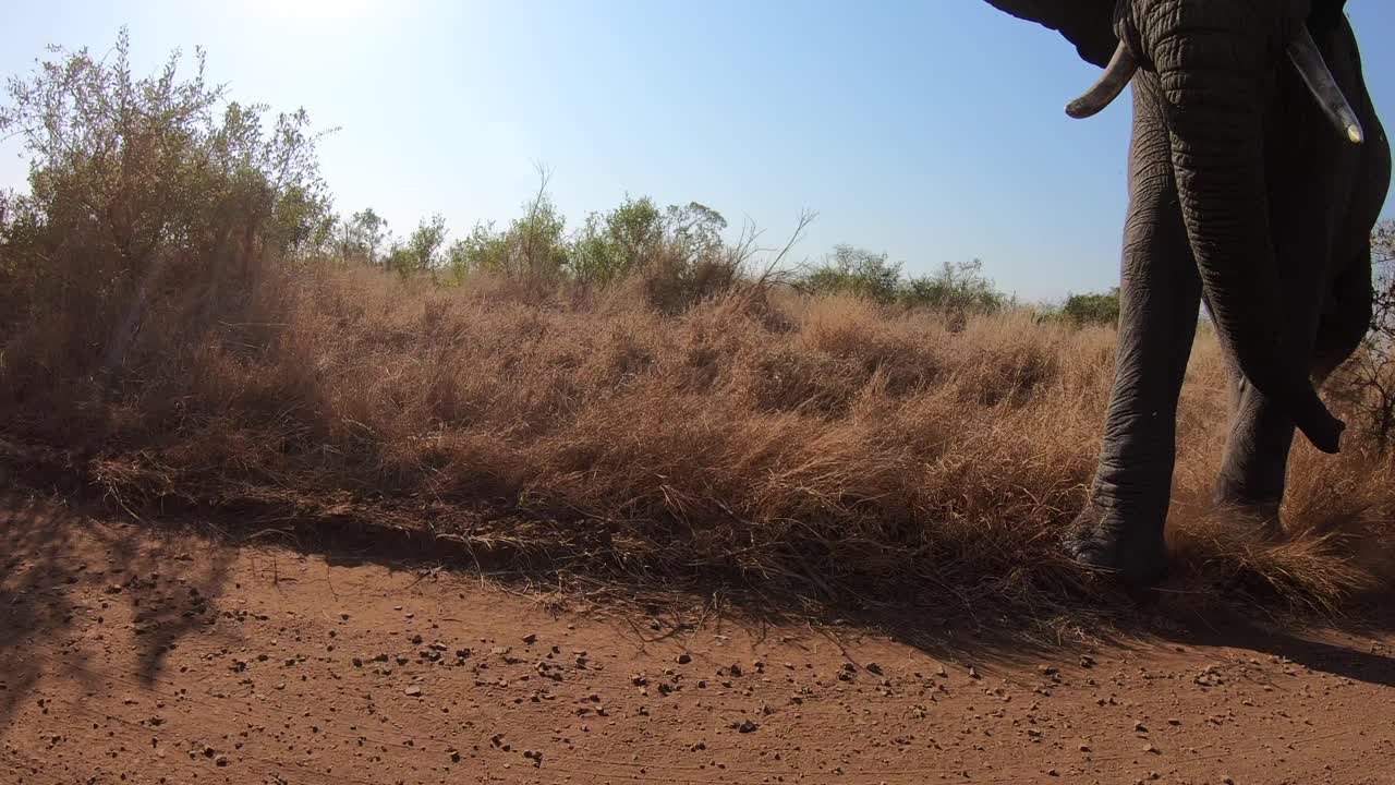 el toro elefante camina agresivamente hacia la cámara en movimiento en el vehículo y casi carga