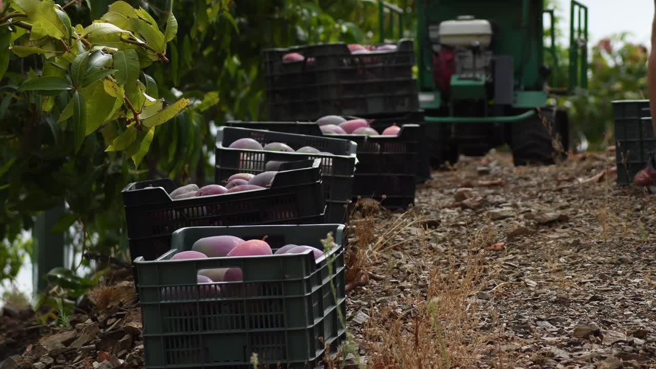 플랜테이션에서 새로 수확한 망고가 있는 상자