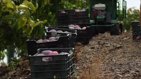 boxes with mango just harvested in a plantation