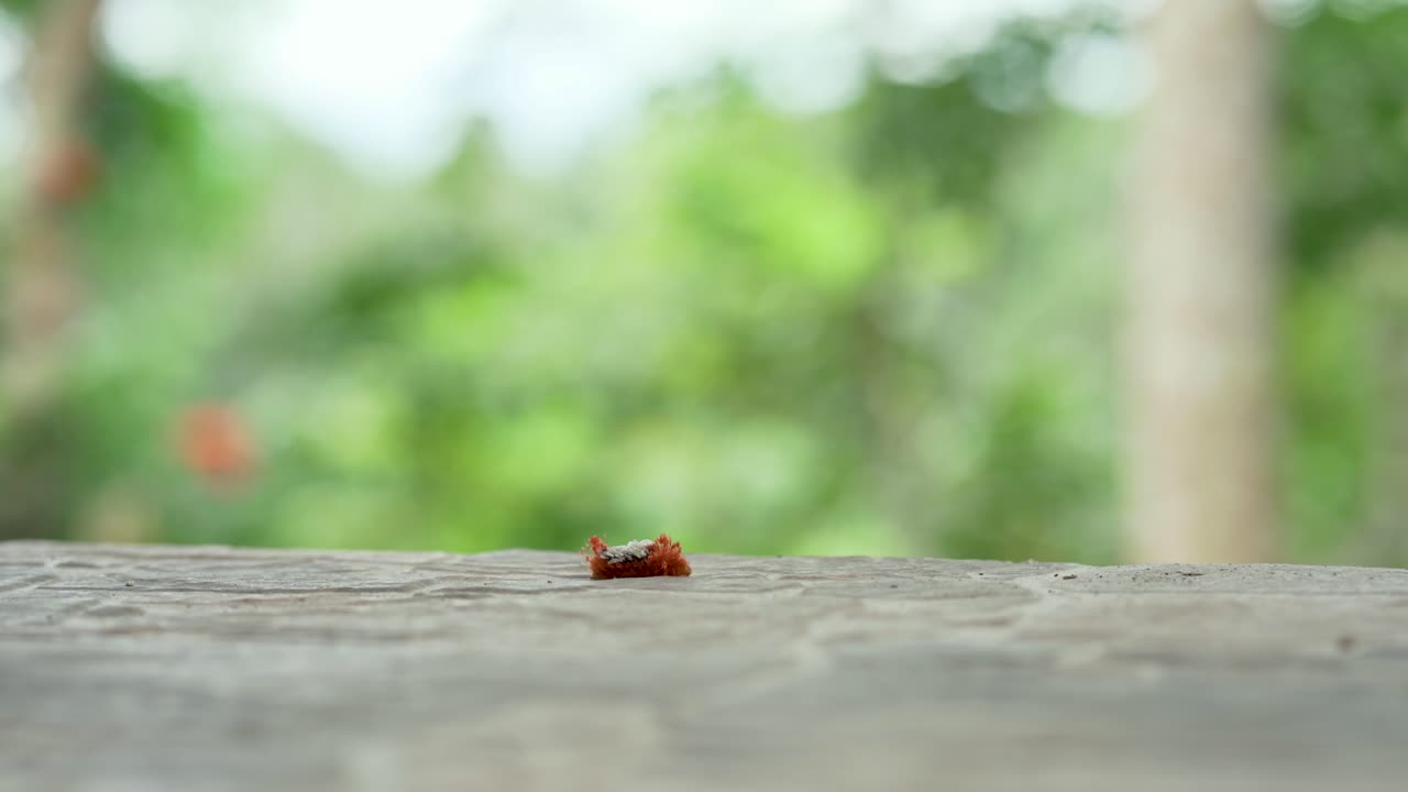 Close up shot of red colored caterpillar crawling on wood during sunny day in Tena,Ecuador