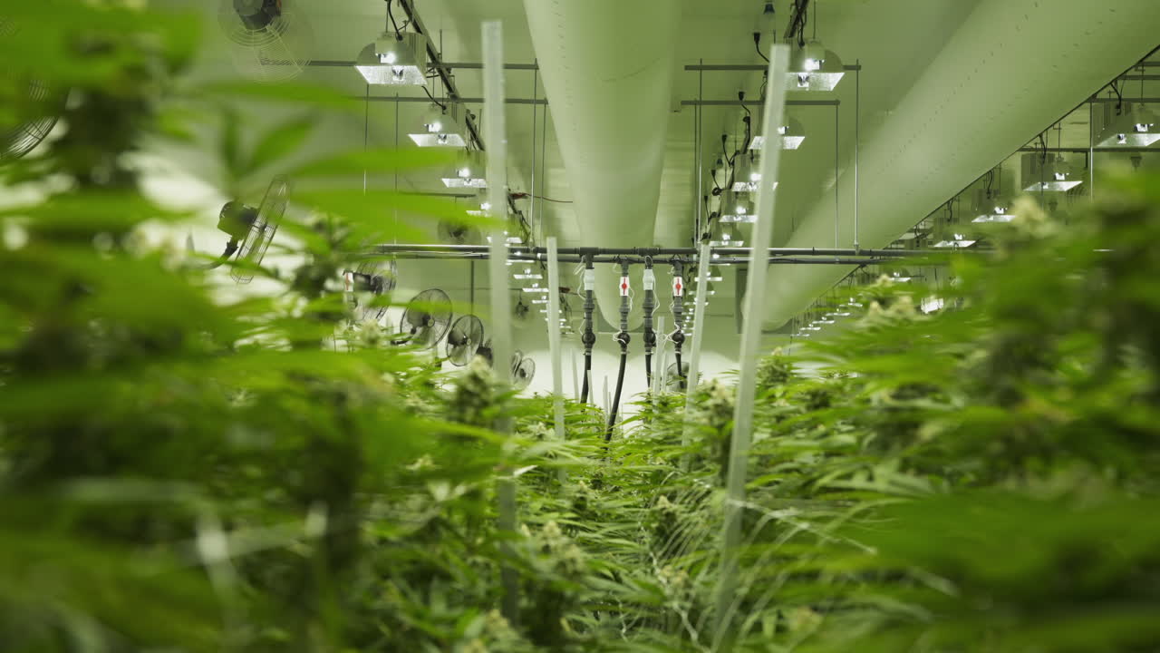 대형 실내 마리화나 재배 작업. 4k로 촬영