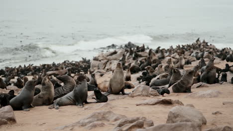 cape fur seals on a sandy beach