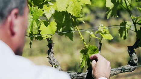 hombre inspeccionando la hoja del viñedo de vino