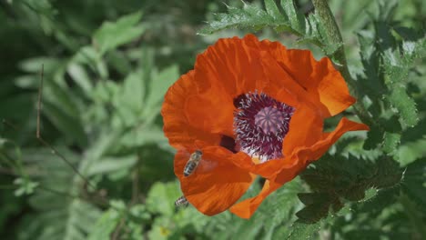 orange poppy gets a visit from a bee looking for pollen, slow motion