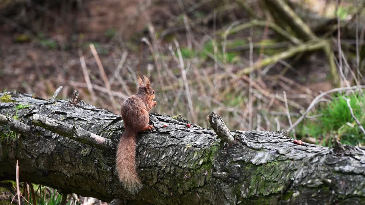 linda ardilla roja alimentándose de nueces de un árbol caído en el bosque