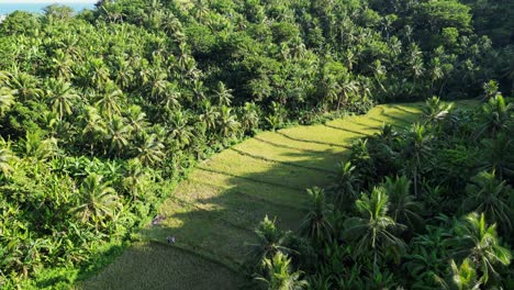 Tropical-palm-trees-forest-jungle-with-paddy-fields-like-landscape,aerial