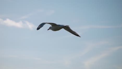 la gaviota vuela por el aire lejos de la cámara a 45 grados