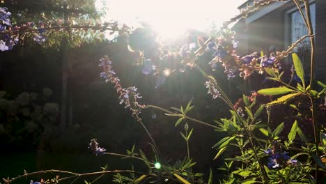 a bee is looking for something edible on purple flowers