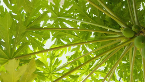 close-up shot from below of a papaya tree, focusing on its green leaves with hanging papaya fruits