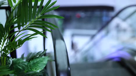 escalator beside a plant in a mall