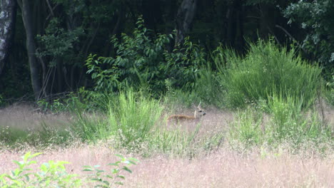 Roe-deer-calf-hiding-in-high-grasses,-licking-himself