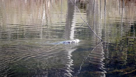 Eine-Bisamratte-Schwimmt-Schnell-Durch-Einen-See,-Während-Sich-Die-Bäume-Des-Waldes-Im-Wasser-Spiegeln