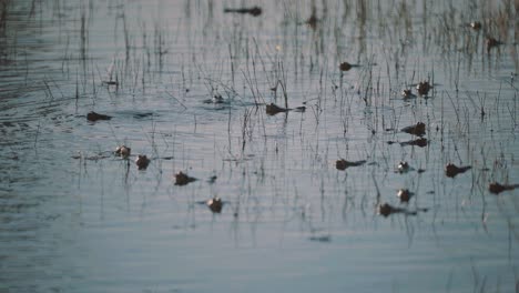 Group-of-common-frog-swimming-in-pond,-single-frog-leaves,-handheld,-day