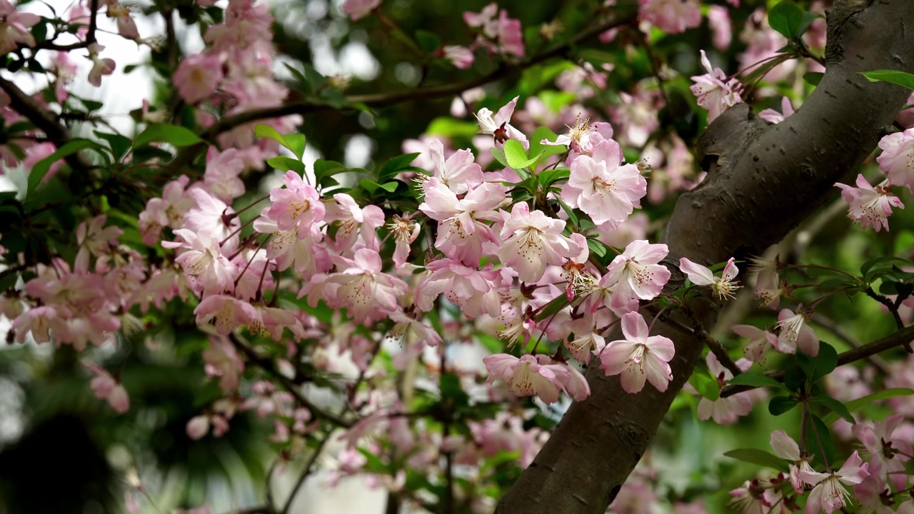 Bellissimi fiori di ciliegio rosa in una giornata primaverile