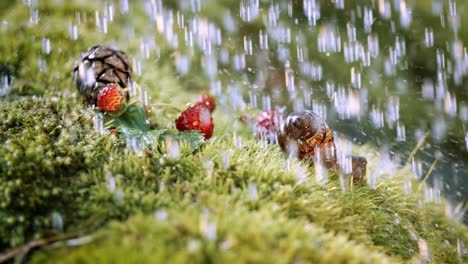 close-up wildlife of a and wild strawberries and snail in heavy rain in the forest. shot on super slow motion camera 1000 fps.