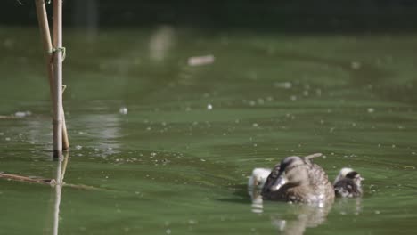 ducklings on the pond