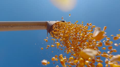 dry corn grains falling from combine harvester unload into truck