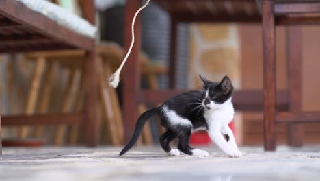 charming kitten playing on veranda