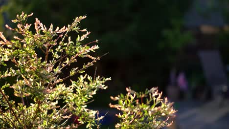 A-small-tree-blowing-in-the-wind-in-an-English-garden