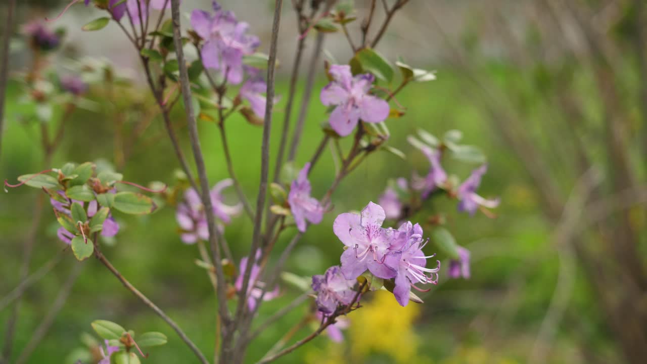las azaleas púrpuras en flor